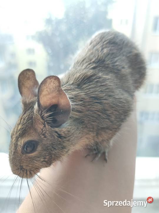 Koszatniczki Samiczki Duża Klatka Kanie