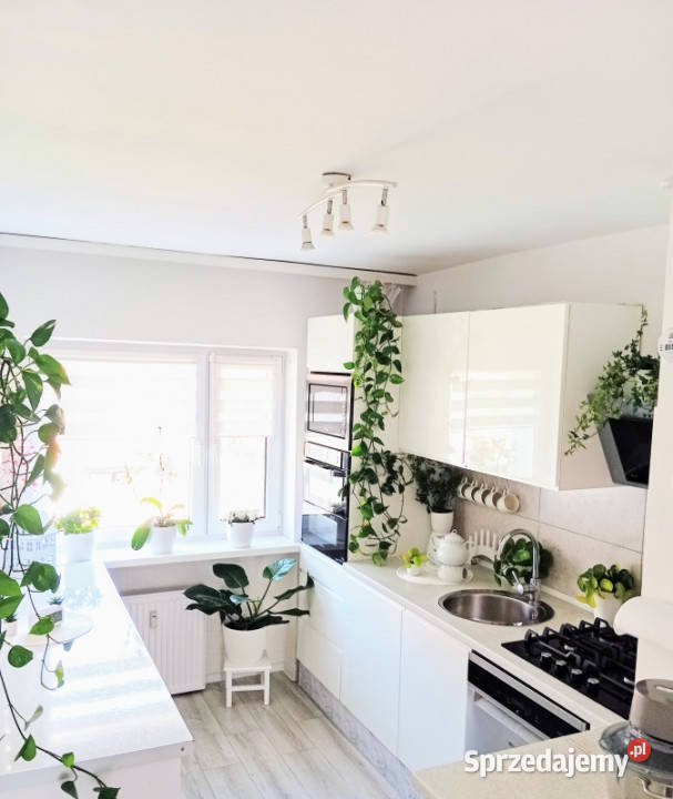 Duże mieszkanie Jelenia Góra Cieplice 110m2 Piętro 2 Nieruchomości