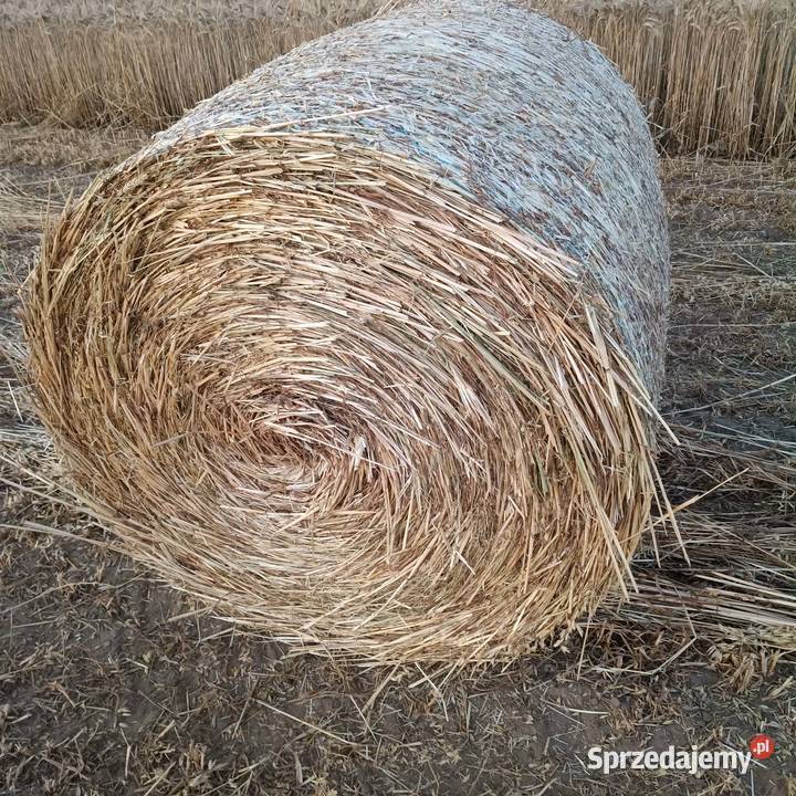 Słoma owsiana z kłosami Bienice sprzedam