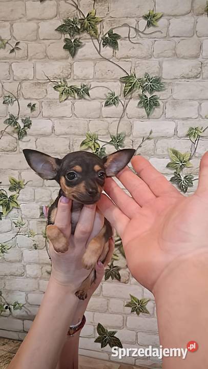 sprzedam piękne pieski pinczer miniatura Babiak sprzedam