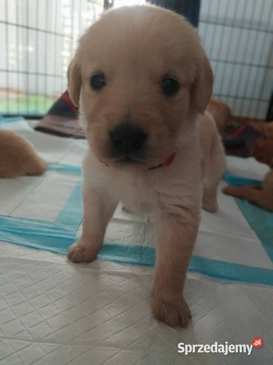 Cudowne Golden Retrievery Szukają nowych Strzyżewice