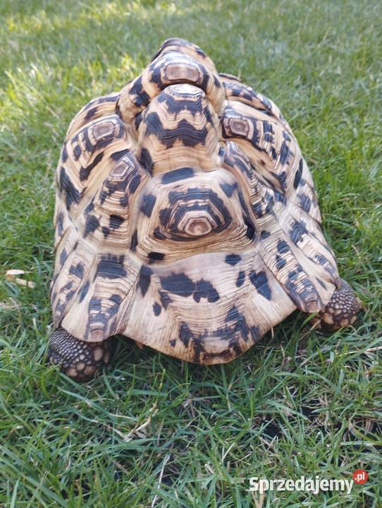 Żółw lamparci Stigmochelys pardalis Mosina