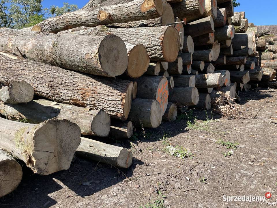 Drewno Buk brzoza olcha sosna Stargard