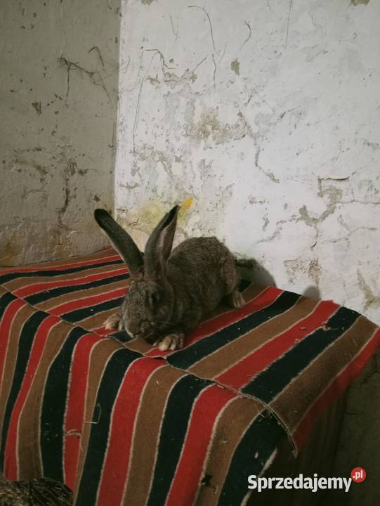 Sprzedam króliki