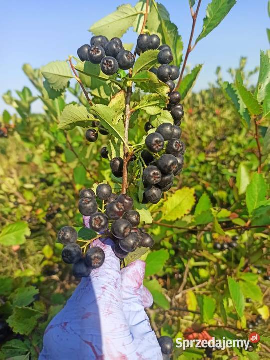 Aronia wysyłka cała Polska Wrocław