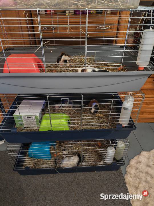 Sprzedam świnki morskie Wólka Zastawska