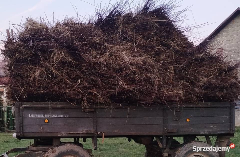 Wiklina zielona świeżo skoszona