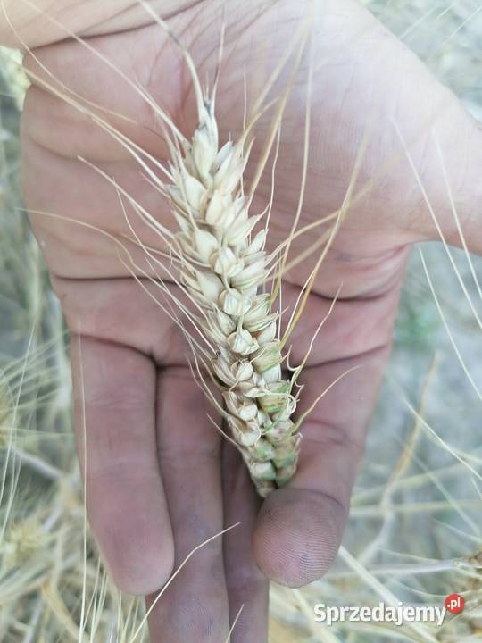 Pszenica ozima Ostroga Masłów Drugi