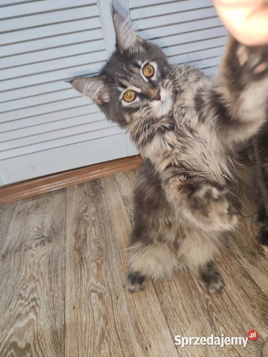 Maine Coon piękne kociaki opolskie Skorogoszcz