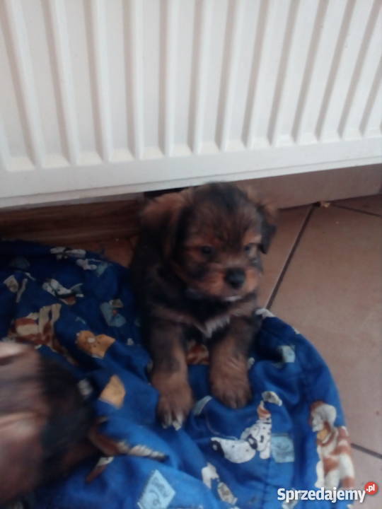 Oddam szczeniaczki Grudziądz