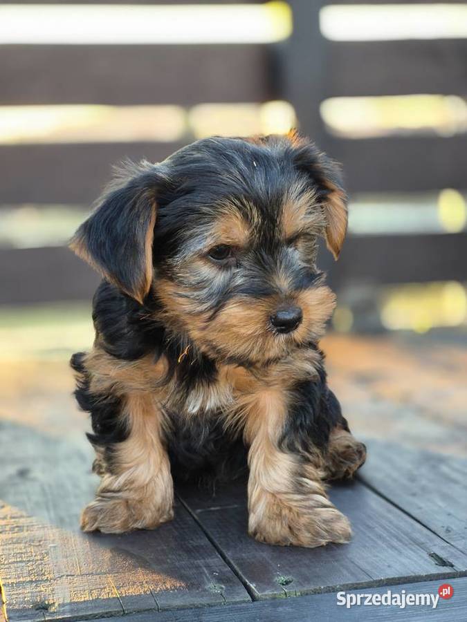 York Pies szczeniak podkarpackie Klecie sprzedam