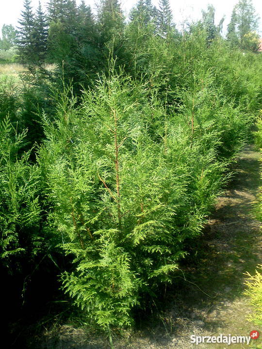 Tuja Martin nie Brabant najszybciej rośnie Proszowice