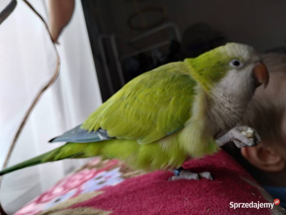 Mniszką nizinna Zwierzęta