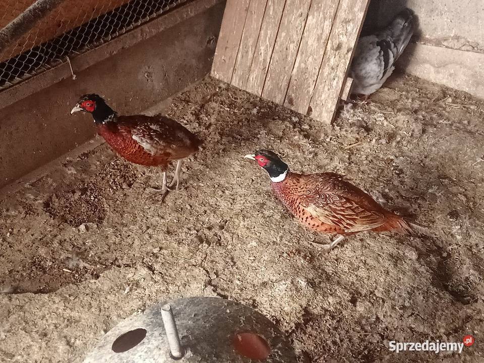 Bażanty bananowezłote dzikie