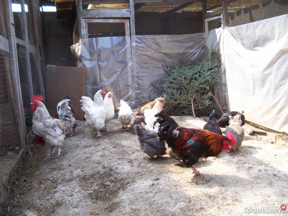 Jajka lęgowe Australorp czarny Australopr Nieborów