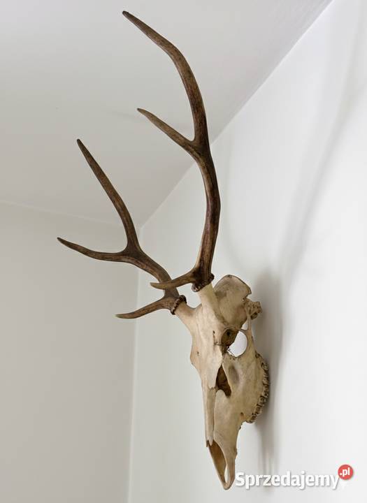 Piękne poroze jelenia Antyki, Sztuka, Kolekcje małopolskie Proszowice