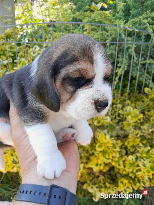 Beagle szczeniaki ZKwP Żywiec