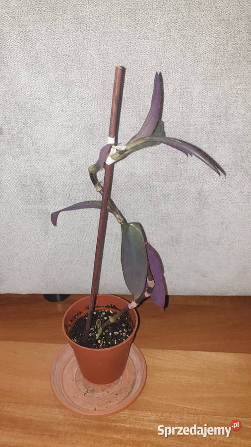 Trzykrotkasetkrezja purpurowa 37 wys Warszawa