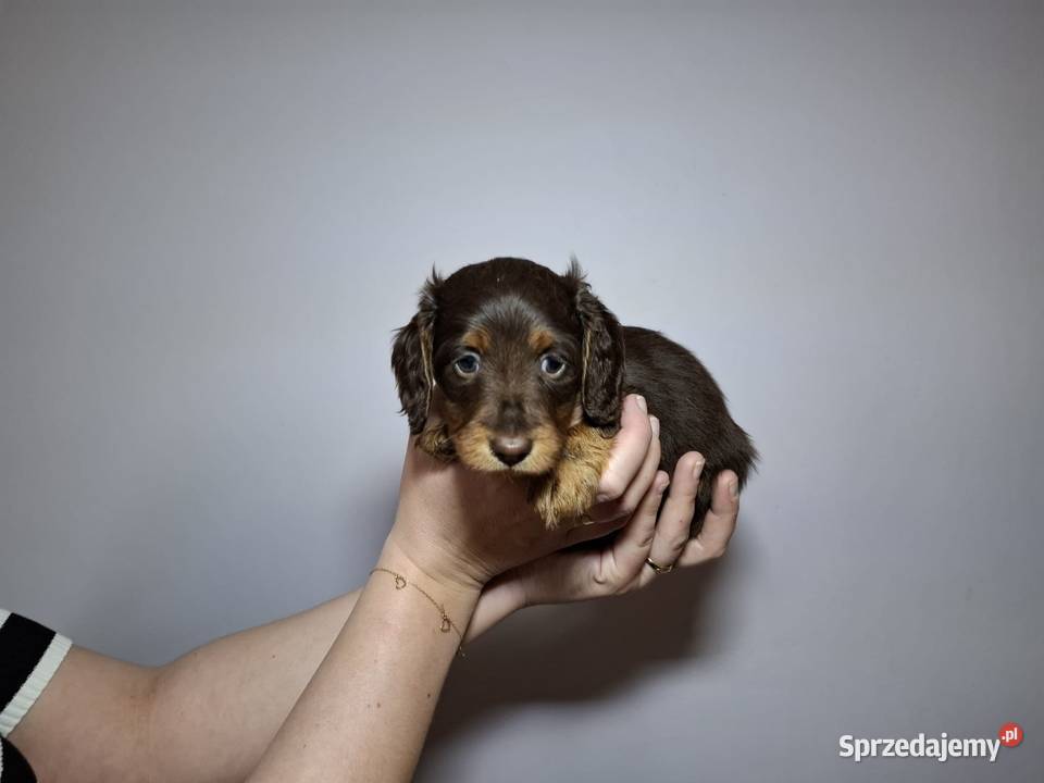 Jamnik długowłosy czekoladowy merle Dauschaund Żychlin