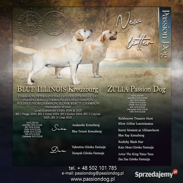 Labrador retriever biszkoptowe szczenięta FCI sprzedam