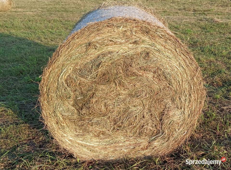 Sprzedam Siano w balotach 120x120 kujawsko-pomorskie Pakość sprzedam