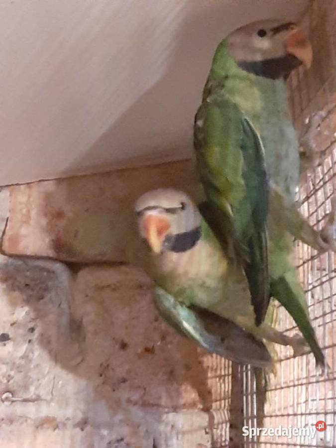 Aleksandrety różowopierśne i obrożne Czerwionka-Leszczyny