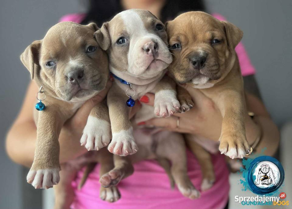 American Bully ABKC Gundabar Dogs wielkopolskie
