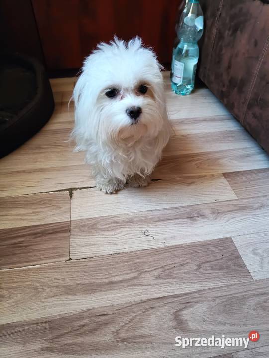 Maltańczykśliczna malutka sunia Warszawa