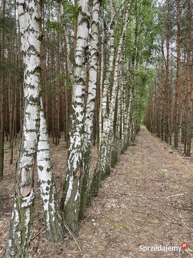 Działka leśna niedaleko jeziora Przytomne Sprzedaż mazowieckie Krzywie