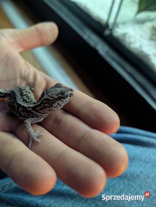 Gekon madagaskarski Olsztyn
