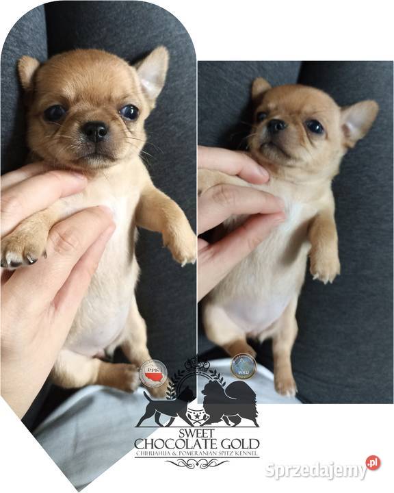 Chihuahua mikro sunia beżowa krótkowłosa pełny sprzedam