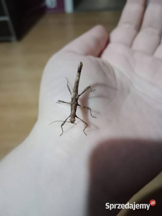 Straszyki filipińskie samce i samice Brodnica sprzedam