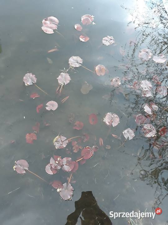 Lilia Nenufar Sarzyna