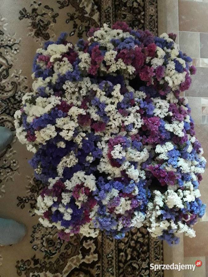 Zatrwian wyrębny suszony łódzkie Łódź sprzedam