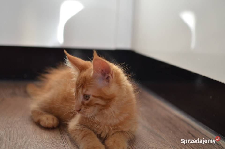 Kotek main coon z rodowodem