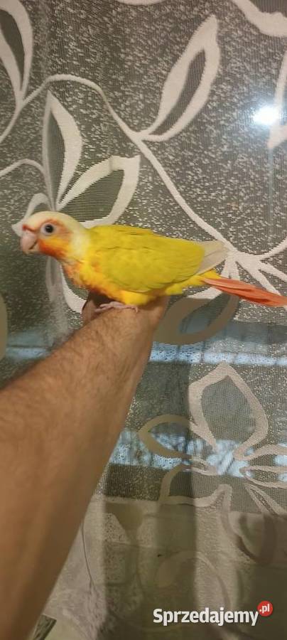 Papugi rudosterki ręcznie karmione śląskie Tychy