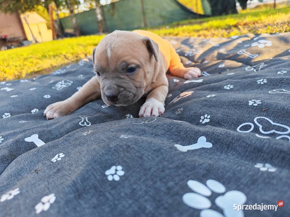 Szczeniak Amstaff lubelskie Chełm