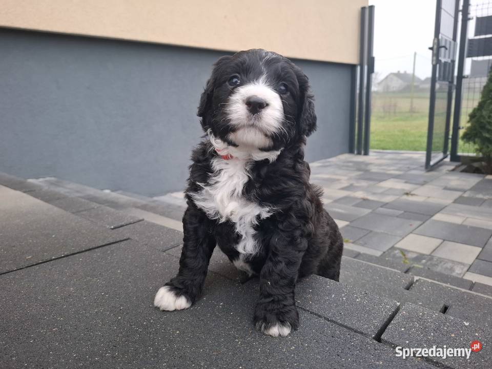 Portugalski pies dowodny piesek Szczenięta Sierpc