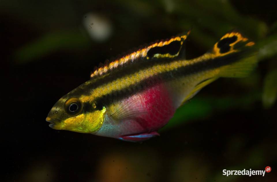 Barwniak czerwonobrzuchy Pelvicachromis pulcher pomorskie Gdańsk
