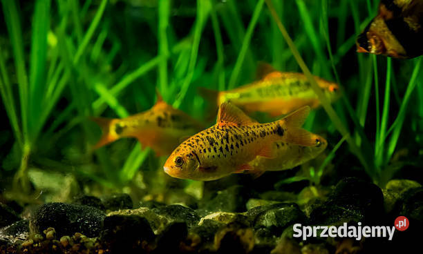 Brzanka brokatowa Brzanka Schuberta Brzanka Gdańsk