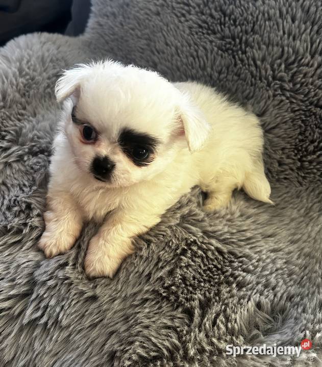 Długowłosy piesek Chihuahua Championie gotowy do Skrzeszew sprzedam