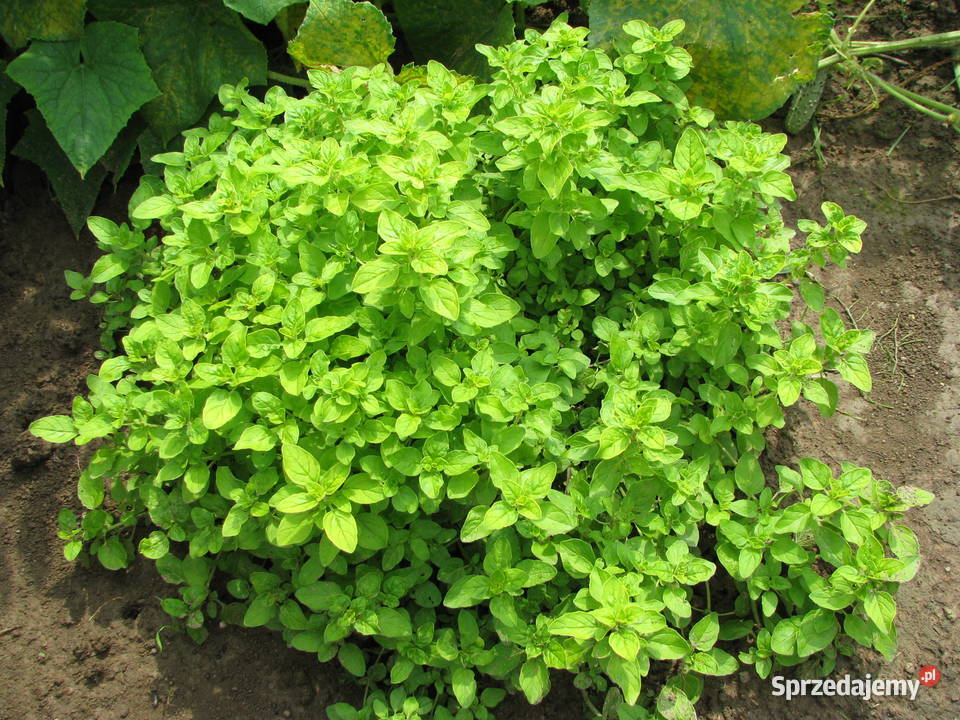Oregano liść suszony z domowego ogródka świeże małopolskie