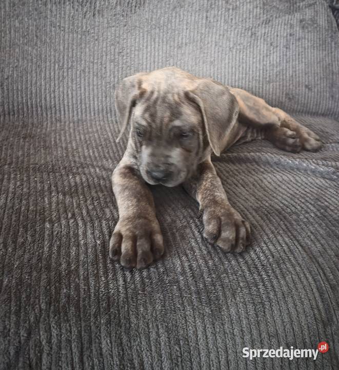 Cane corso Italiano kujawsko-pomorskie Mogilno