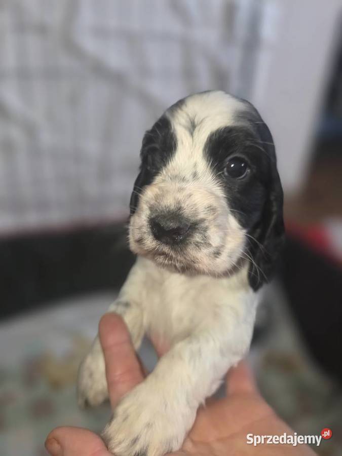 Cocker Spaniel Angielski Żelazków
