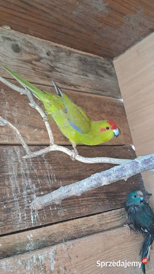 sprzedam papugi kozy Wawrzeńczyce