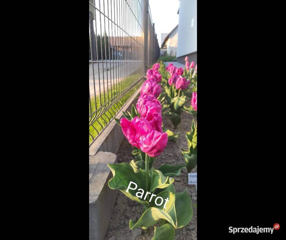 Sprzedam Cebulki Tulipanów Holenderskich Zamość