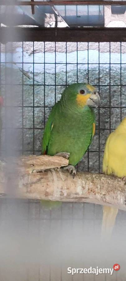 Amazonka modrobrewa kurika samiec