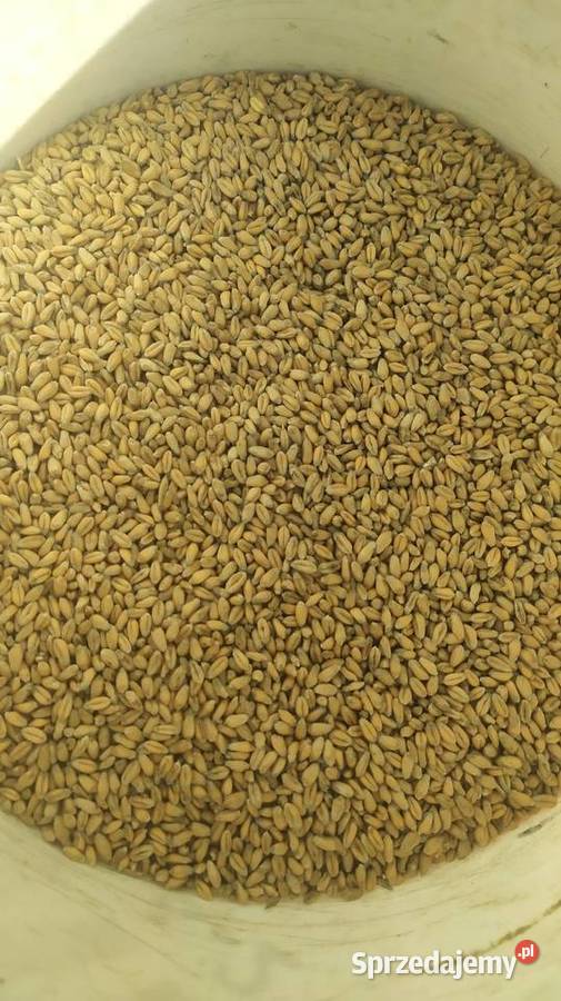 Pszenica jara Telimena Zboża Wierzbno