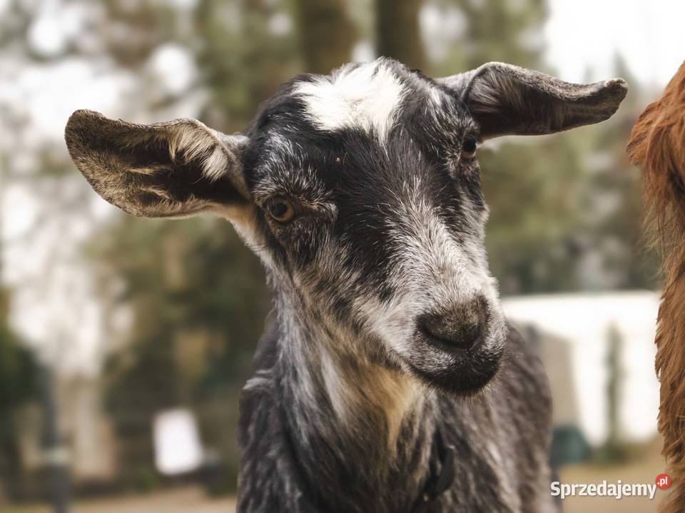 Sprzedam kozę Warszawa