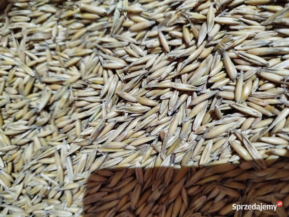 Owies Rambo dowiozę małopolskie